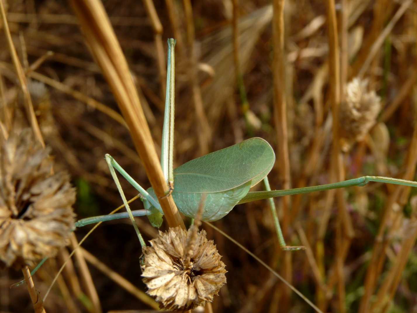 Acrometopa cf . italica